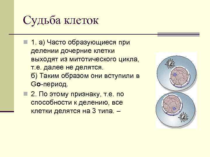 Судьба клеток n 1. а) Часто образующиеся при делении дочерние клетки выходят Судьба клеток n 1. а) Часто образующиеся при делении дочерние клетки выходят