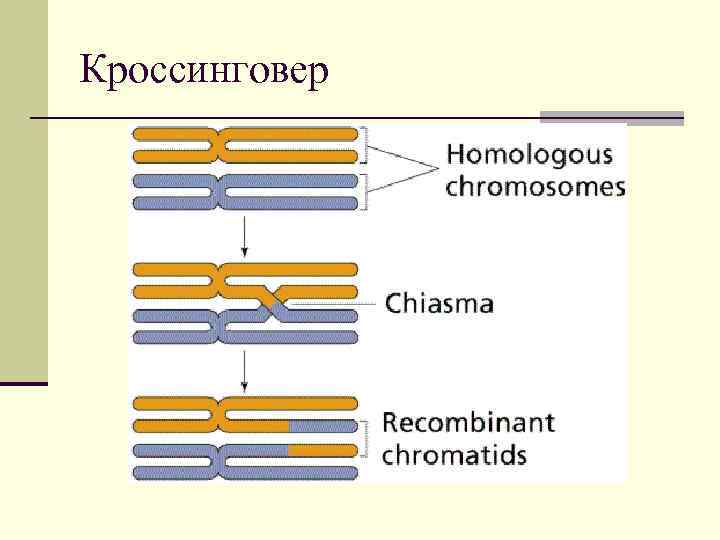 Кроссинговер это в биологии. Деление клетки кроссинговер. Механизм кроссинговера. Модель кроссинговера. Кроссинговер в клетке.