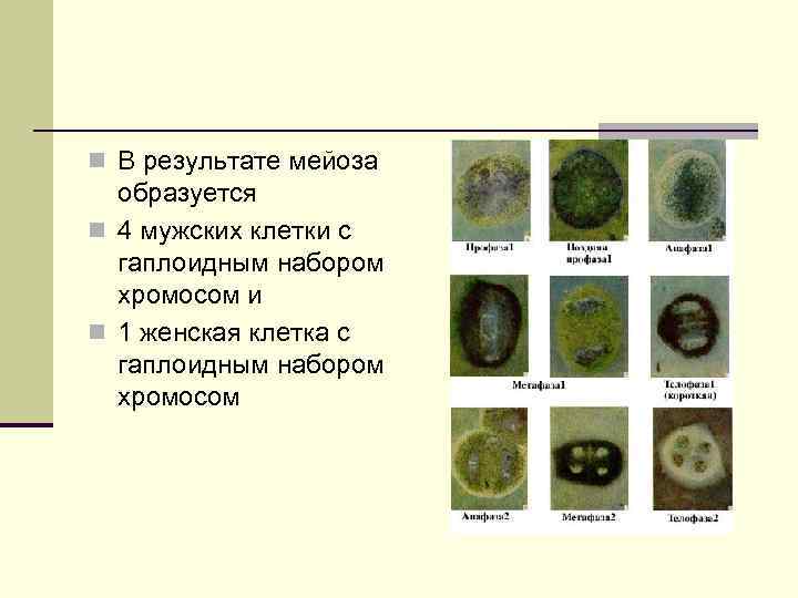 n В результате мейоза образуется n 4 мужских клетки с гаплоидным набором n В результате мейоза образуется n 4 мужских клетки с гаплоидным набором