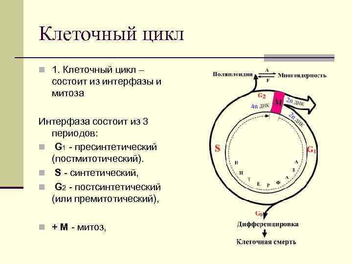 Жизненный цикл клетки состоит из интерфазы. Этапы клеточного цикла схема. G1 фаза клеточного цикла. G1 s g2 клеточный цикл.