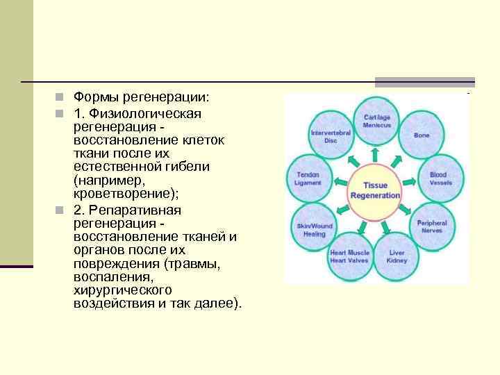 n Формы регенерации: n 1. Физиологическая регенерация - восстановление клеток n Формы регенерации: n 1. Физиологическая регенерация - восстановление клеток