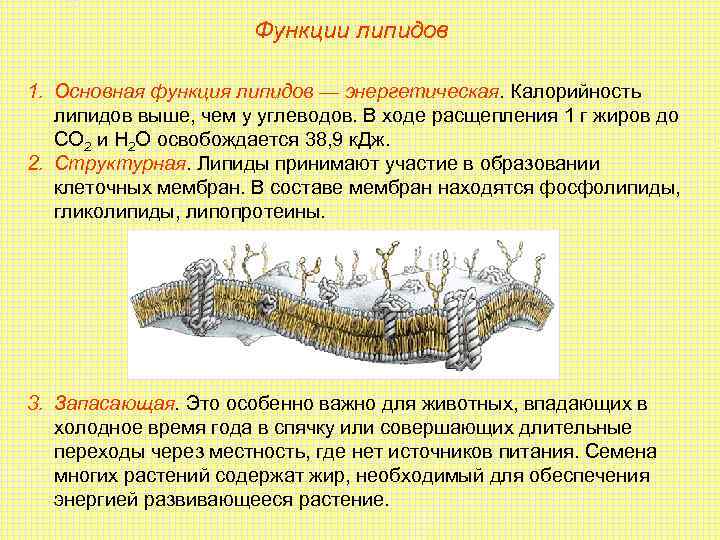      Функции липидов 1. Основная функция липидов — энергетическая. Калорийность