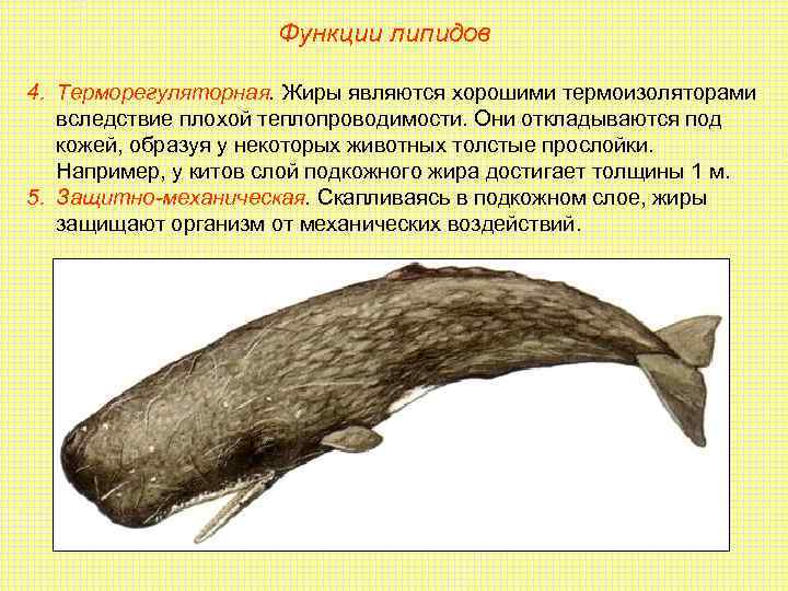      Функции липидов 4. Терморегуляторная. Жиры являются хорошими термоизоляторами 
