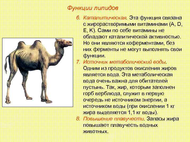 Функции липидов  6. Каталитическая. Эта функция связана с жирорастворимыми витаминами (А, D, 