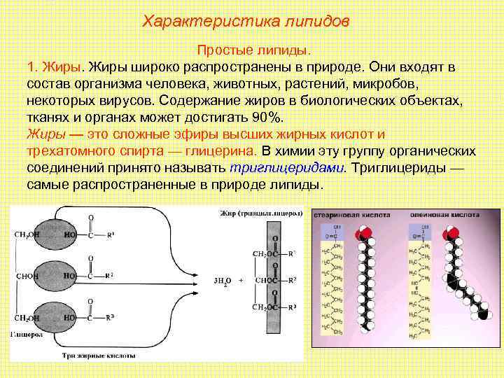     Характеристика липидов     Простые липиды. 1. Жиры