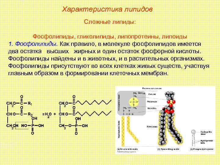    Характеристика липидов     Сложные липиды:  Фосфолипиды, гликолипиды,