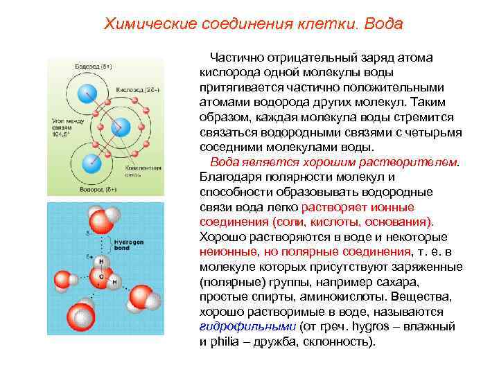 Химические соединения клетки. Вода   Частично отрицательный заряд атома  кислорода одной молекулы