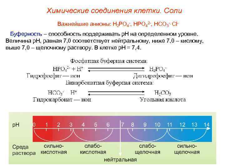    Химические соединения клетки. Соли    Важнейшие анионы: Н 2