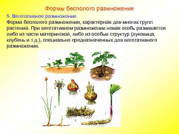     Формы бесполого размножения 5. Вегетативное размножение. Форма бесполого размножения, характерная
