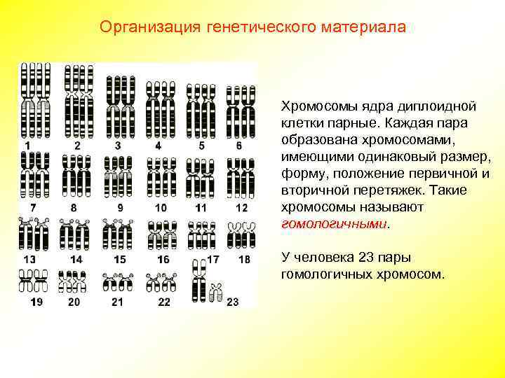 Организация генетического материала    Хромосомы ядра диплоидной     клетки