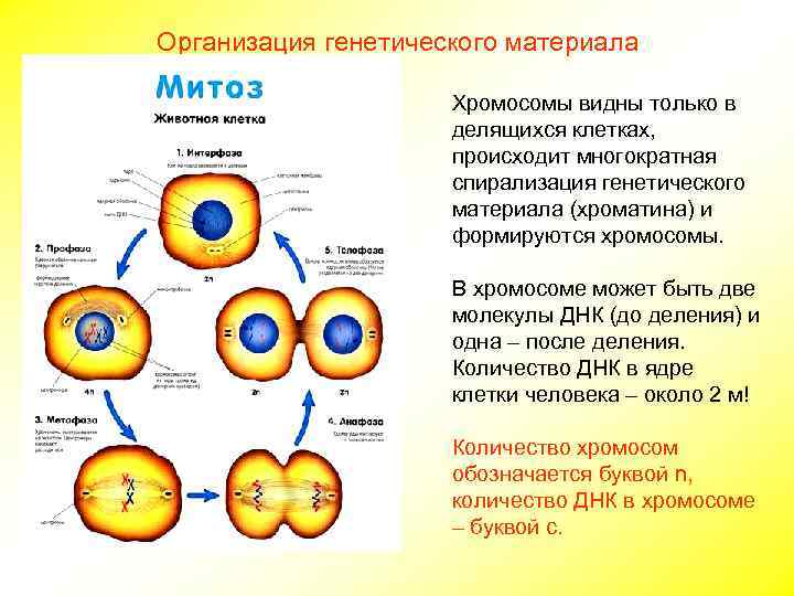 Организация генетического материала    Хромосомы видны только в    