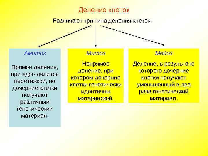      Деление клеток    Различают три типа деления