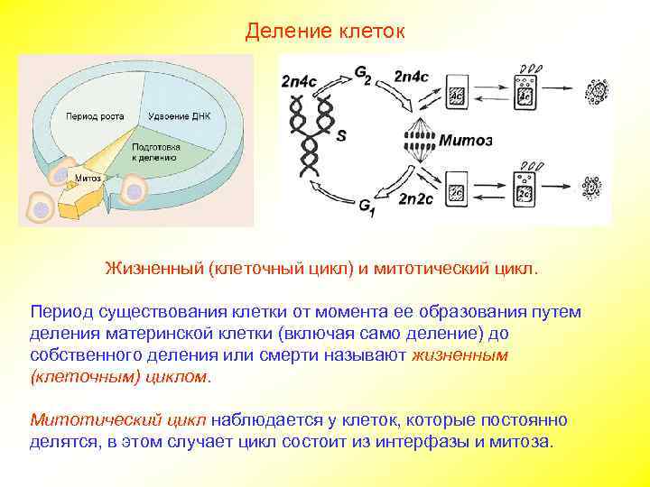     Деление клеток   Жизненный (клеточный цикл) и митотический цикл.