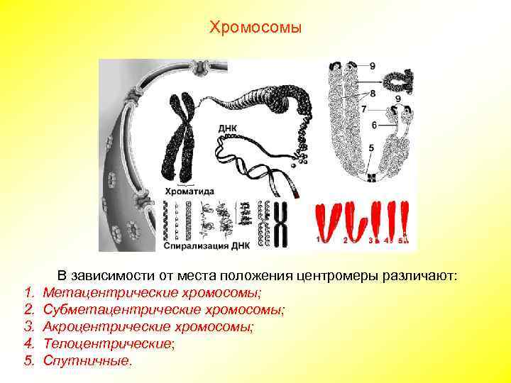       Хромосомы  В зависимости от места положения центромеры