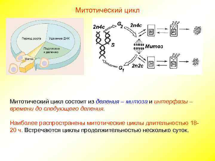      Митотический цикл состоит из деления – митоза и интерфазы