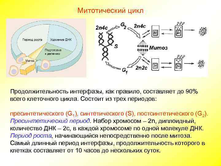     Митотический цикл Продолжительность интерфазы, как правило, составляет до 90% всего