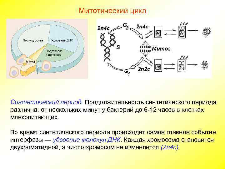      Митотический цикл Синтетический период. Продолжительность синтетического периода различна: от