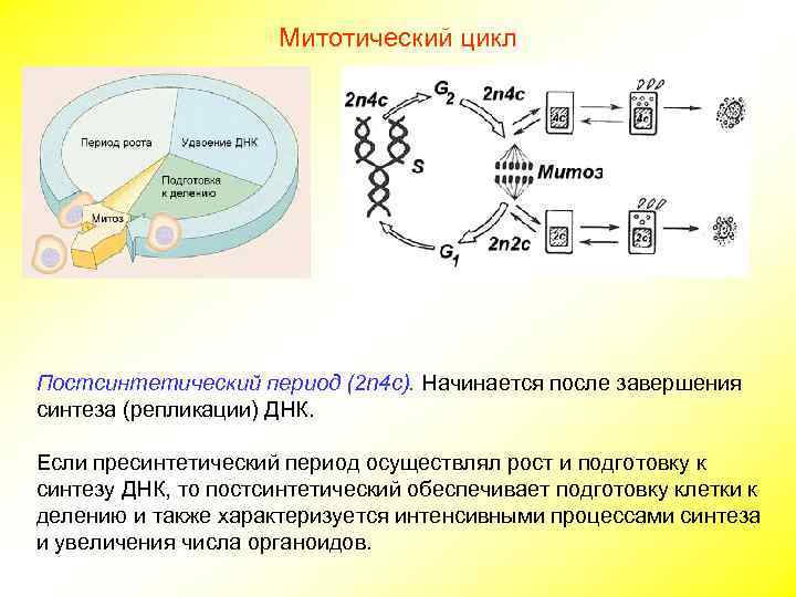      Митотический цикл Постсинтетический период (2 n 4 c). Начинается