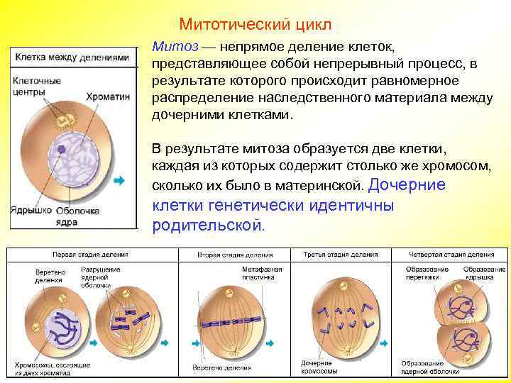   Митотический цикл Митоз — непрямое деление клеток, представляющее собой непрерывный процесс, в