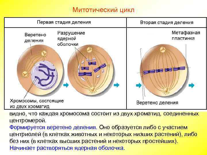 Формы митотического деления