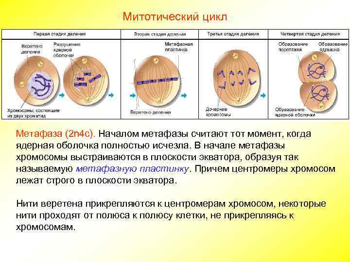     Митотический цикл Метафаза (2 n 4 c). Началом метафазы считают