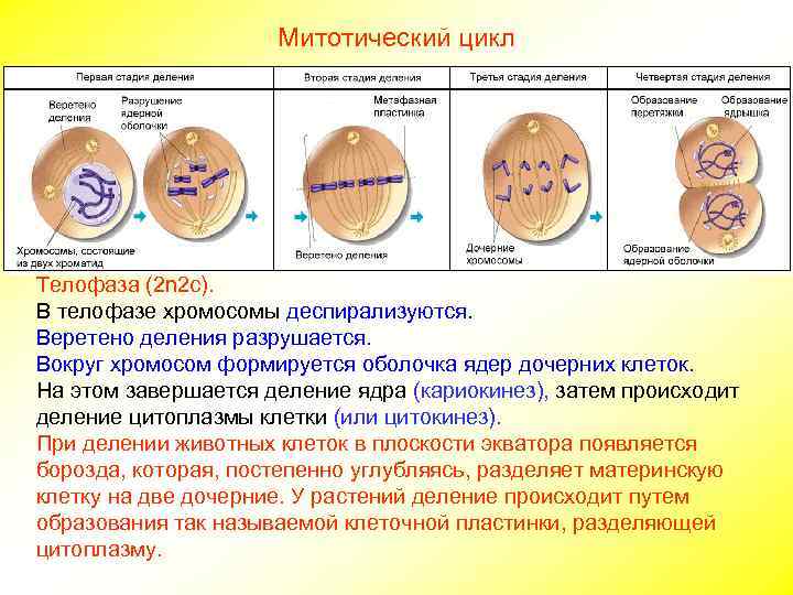      Митотический цикл Телофаза (2 n 2 c). В телофазе