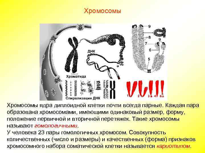      Хромосомы ядра диплоидной клетки почти всегда парные. Каждая пара
