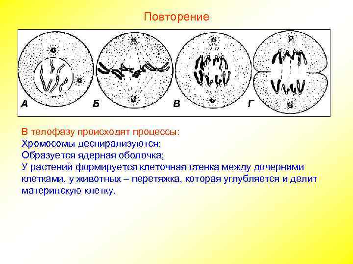      Повторение В телофазу происходят процессы: Хромосомы деспирализуются; Образуется ядерная