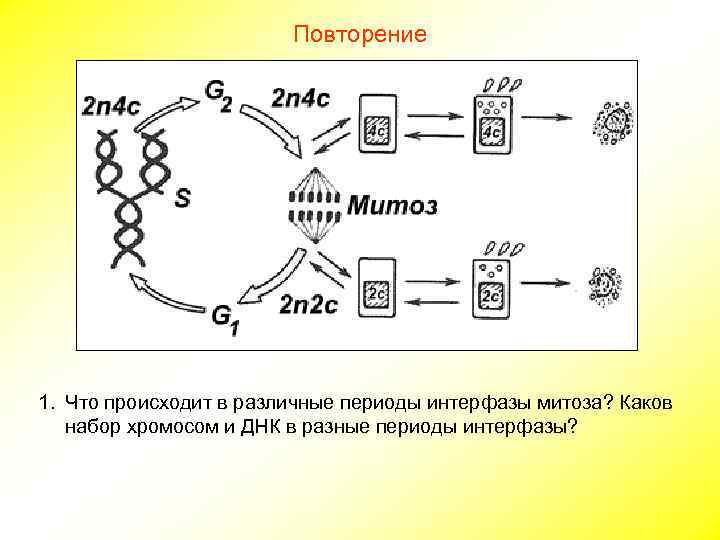     Повторение 1. Что происходит в различные периоды интерфазы митоза? Каков