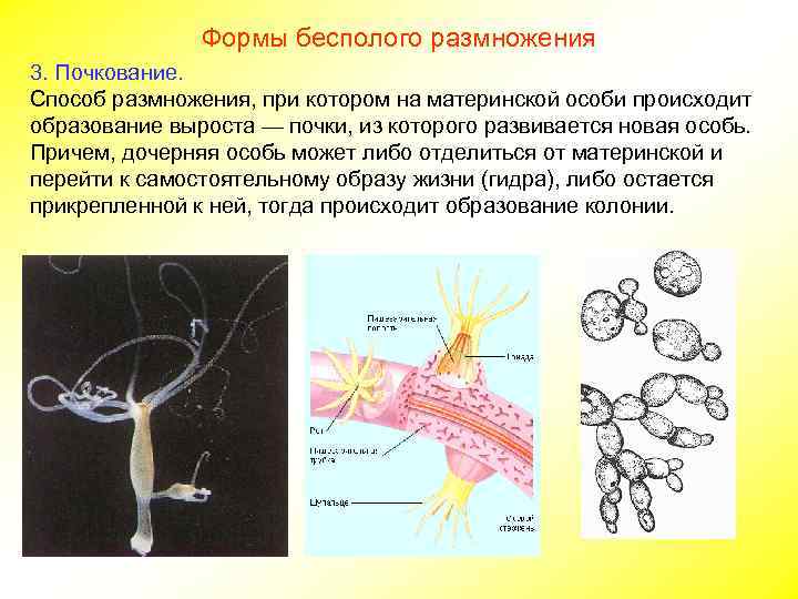     Формы бесполого размножения 3. Почкование. Способ размножения, при котором на