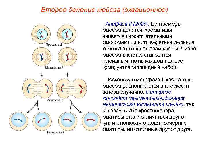 Признаки мейоза