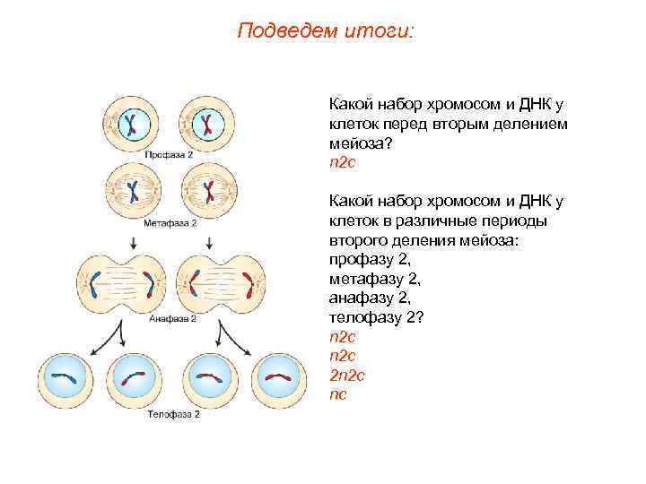 Подведем итоги:  Какой набор хромосом и ДНК у  клеток перед вторым делением