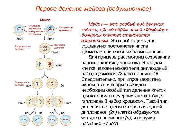 Первое деление мейоза (редукционное)    Мейоз — это особый вид деления 