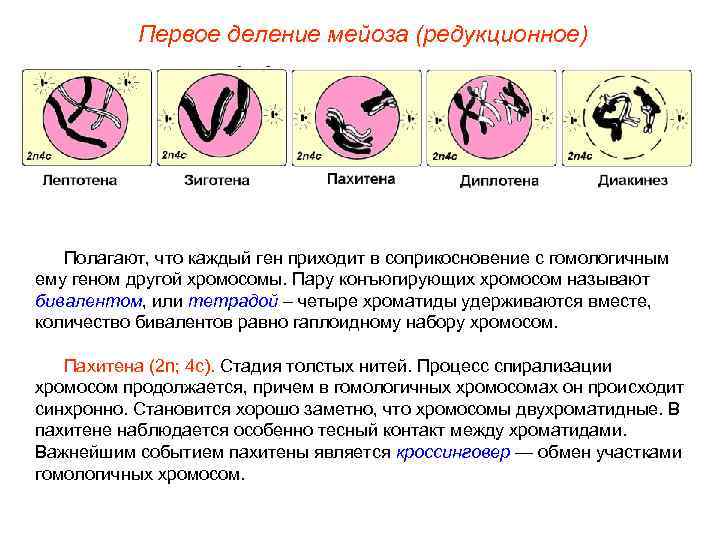   Первое деление мейоза (редукционное)  Полагают, что каждый ген приходит в соприкосновение