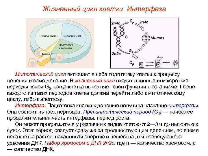    Жизненный цикл клетки. Интерфаза  Митотический цикл включает в себя подготовку