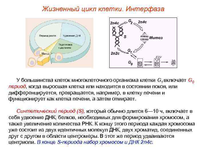   Жизненный цикл клетки. Интерфаза  У большинства клеток многоклеточного организма клетки G