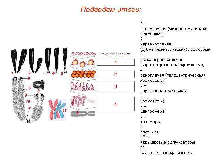 Подведем итоги:    1–    равноплечая (метацентрическая)   