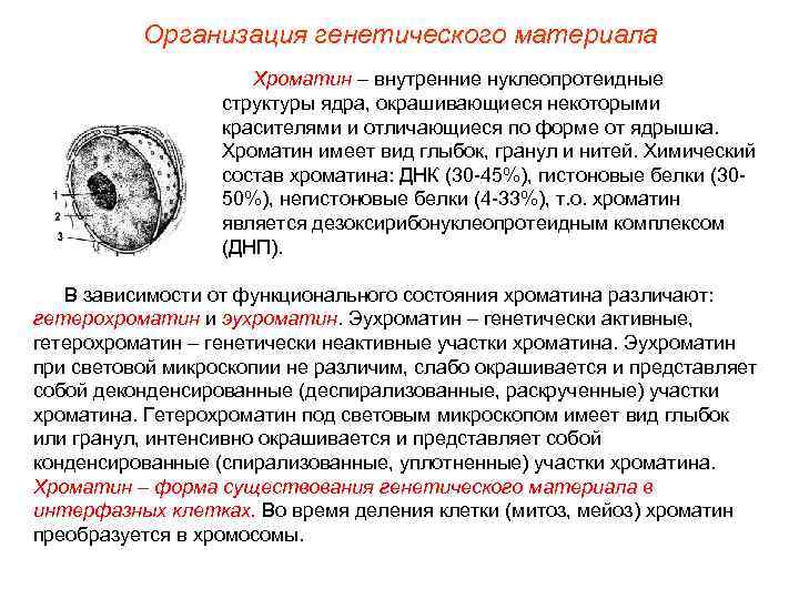    Организация генетического материала     Хроматин – внутренние нуклеопротеидные