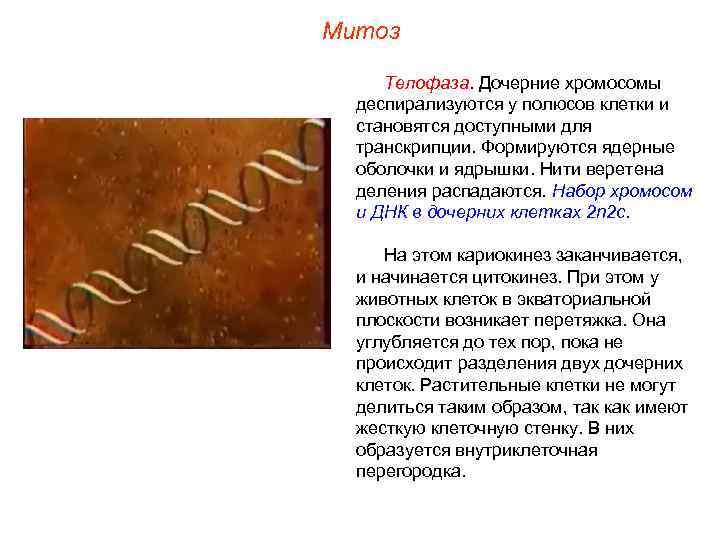 Митоз  Телофаза. Дочерние хромосомы  деспирализуются у полюсов клетки и  становятся доступными