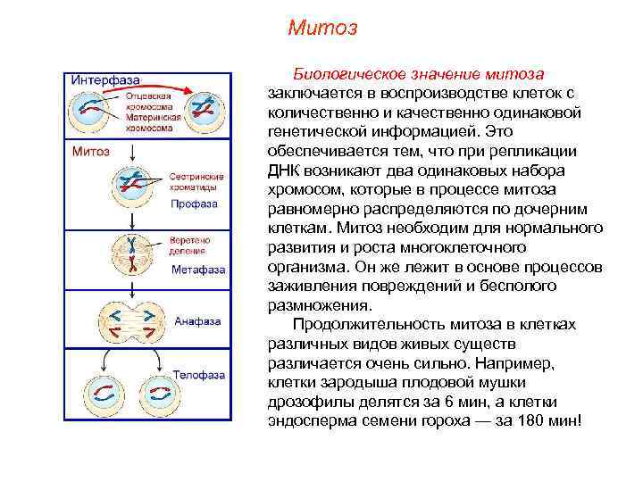  Митоз Биологическое значение митоза заключается в воспроизводстве клеток с количественно и качественно одинаковой