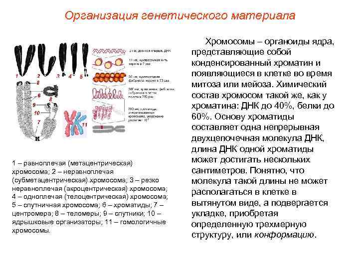    Организация генетического материала     Хромосомы – органоиды ядра,