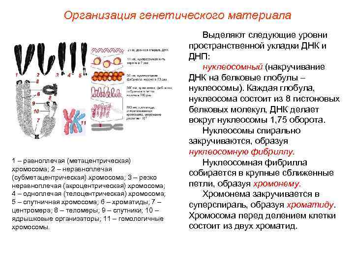    Организация генетического материала     Выделяют следующие уровни 