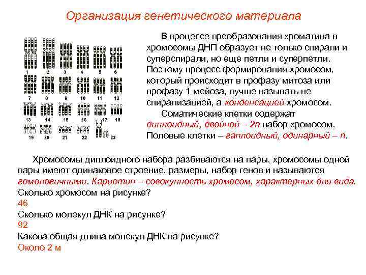    Организация генетического материала     В процессе преобразования хроматина