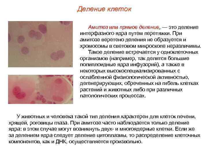      Деление клеток      Амитоз или