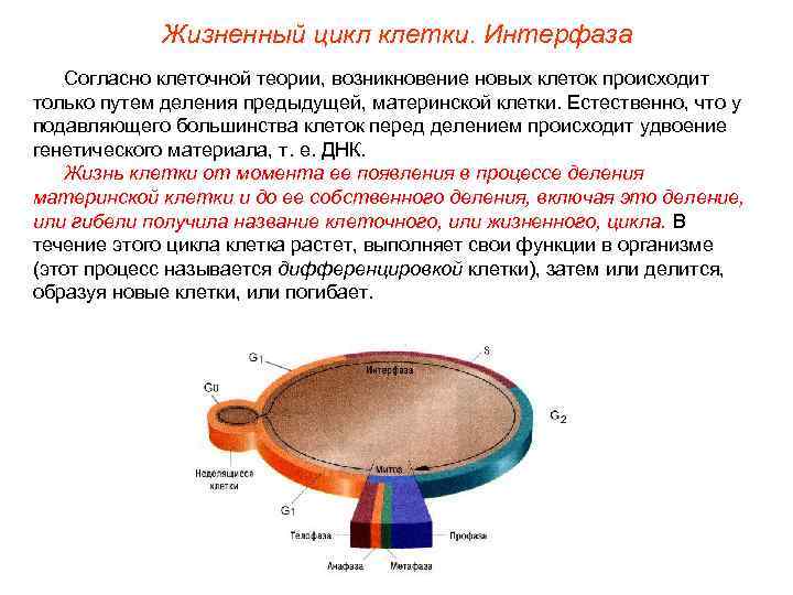   Жизненный цикл клетки. Интерфаза  Согласно клеточной теории, возникновение новых клеток происходит