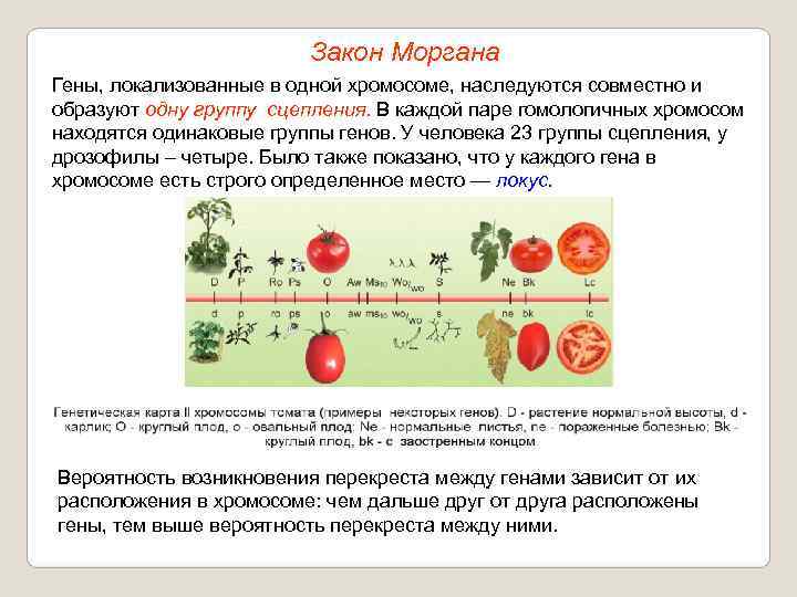      Закон Моргана Гены, локализованные в одной хромосоме, наследуются совместно
