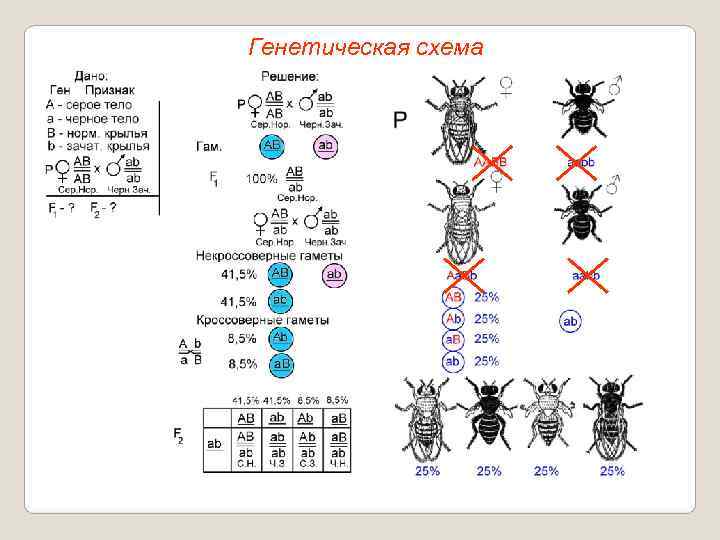 Генетическая схема 