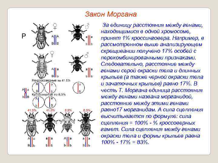 Закон Моргана За единицу расстояния между генами, находящимися в одной хромосоме, принят 1% кроссинговера.