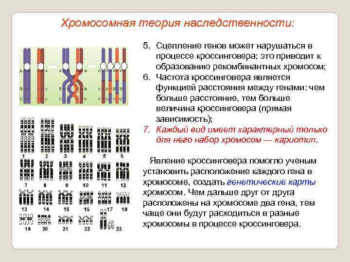Хромосомная теория наследственности:   5. Сцепление генов может нарушаться в   