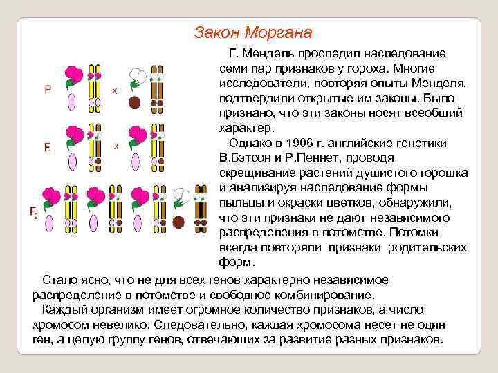      Закон Моргана      Г. Мендель